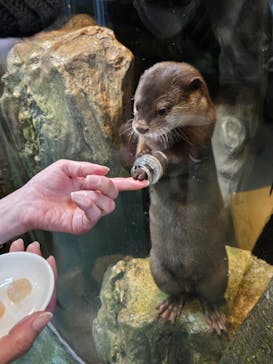 新江ノ島水族館に投稿された画像（2025/1/17）