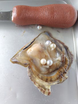 真珠工房 真珠の里に投稿された画像（2025/1/17）