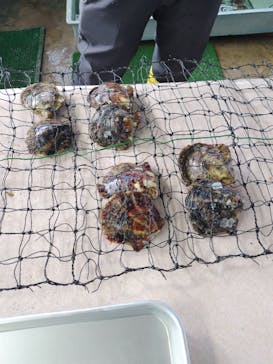 真珠工房 真珠の里に投稿された画像（2025/1/17）