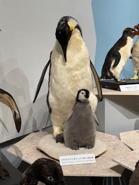 特別展「鳥 ～ゲノム解析が解き明かす新しい鳥類の系統～」国立科学博物館に投稿された画像（2025/1/17）