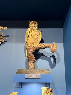 特別展「鳥 ～ゲノム解析が解き明かす新しい鳥類の系統～」国立科学博物館に投稿された画像（2025/1/17）