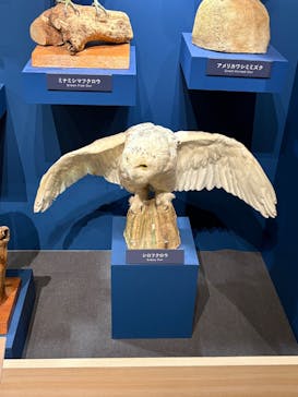 特別展「鳥 ～ゲノム解析が解き明かす新しい鳥類の系統～」国立科学博物館に投稿された画像（2025/1/17）