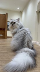 Cat Café MOFF イオンモール豊川店に投稿された画像（2025/1/18）