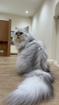 Cat Café MOFF イオンモール豊川店に投稿された画像（2025/1/18）