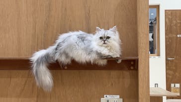 Cat Café MOFF イオンモール豊川店に投稿された画像（2025/1/18）