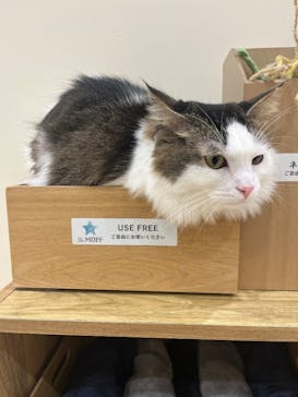Cat Café MOFF イオンモール豊川店に投稿された画像（2025/1/18）