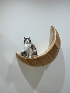 Cat Café MOFF イオンモール豊川店に投稿された画像（2025/1/18）