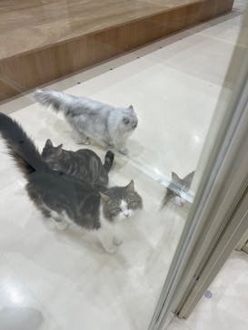 Cat Café MOFF イオンモール豊川店に投稿された画像（2025/1/18）