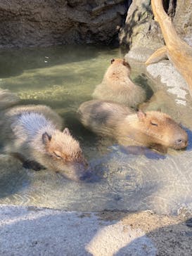 神戸どうぶつ王国に投稿された画像（2025/1/18）