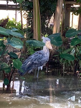 神戸どうぶつ王国に投稿された画像（2025/1/18）