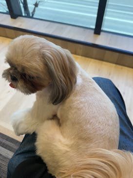 いぬカフェRio 秋葉原店に投稿された画像（2025/1/18）