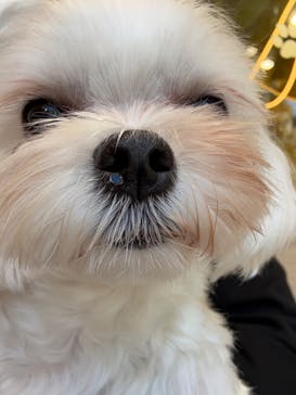 いぬカフェRio 秋葉原店に投稿された画像（2025/1/18）