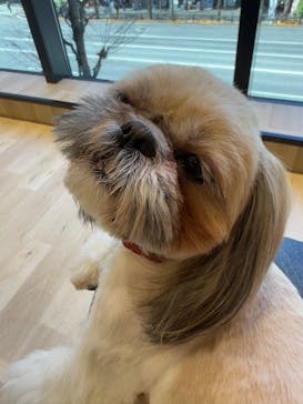 いぬカフェRio 秋葉原店に投稿された画像（2025/1/18）