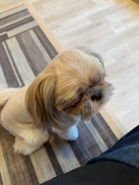 いぬカフェRio 秋葉原店に投稿された画像（2025/1/18）