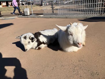あらかわ遊園に投稿された画像（2025/1/18）