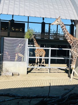 霞ケ浦 どうぶつとみんなのいえに投稿された画像（2025/1/18）