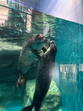 アクアワールド茨城県大洗水族館に投稿された画像（2025/1/18）