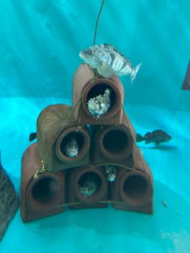 アクアワールド茨城県大洗水族館に投稿された画像（2025/1/18）