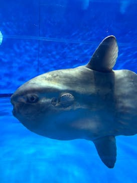 アクアワールド茨城県大洗水族館に投稿された画像（2025/1/18）