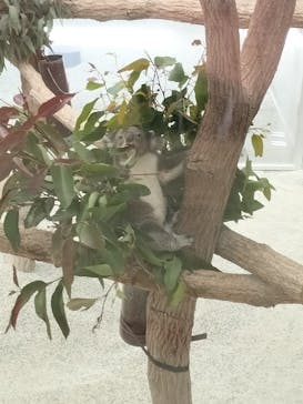 淡路ファームパーク イングランドの丘に投稿された画像（2025/1/18）