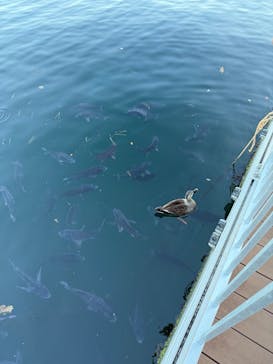 横浜・八景島シーパラダイス　プレジャーランドに投稿された画像（2025/1/18）