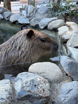 横浜・八景島シーパラダイス　プレジャーランドに投稿された画像（2025/1/18）