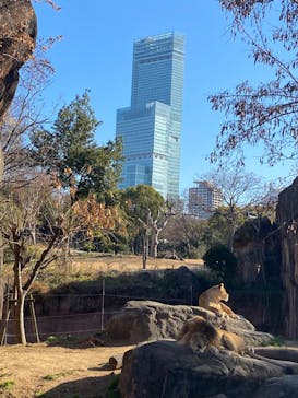 ハルカス300(展望台)に投稿された画像（2025/1/18）