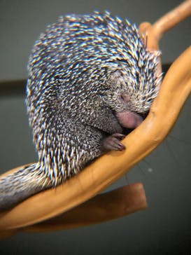 カワスイ 川崎⽔族館に投稿された画像（2025/1/18）