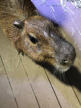 カワスイ 川崎⽔族館に投稿された画像（2025/1/18）