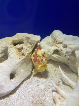 サンシャイン水族館に投稿された画像（2025/1/18）