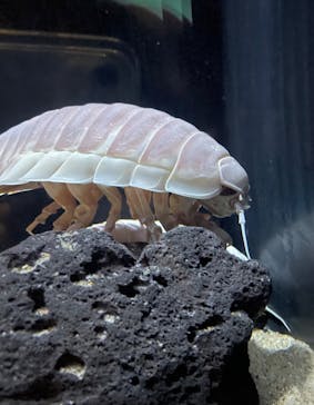 サンシャイン水族館に投稿された画像（2025/1/18）