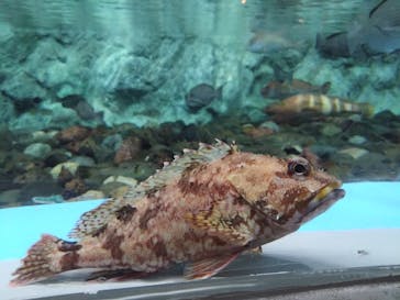 のとじま水族館に投稿された画像（2025/1/18）