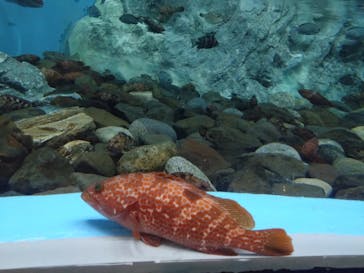 のとじま水族館に投稿された画像（2025/1/18）