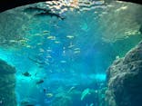 新江ノ島水族館に投稿された画像（2025/1/18）