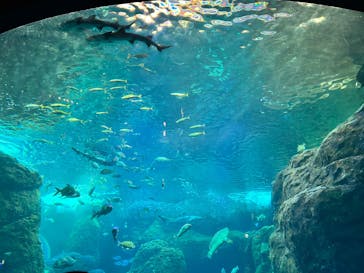 新江ノ島水族館に投稿された画像（2025/1/18）