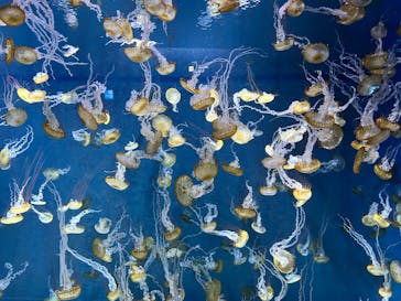 新江ノ島水族館に投稿された画像（2025/1/18）