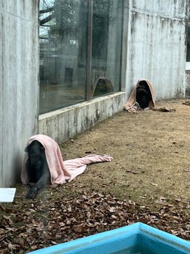 阿蘇カドリー・ドミニオンに投稿された画像（2025/1/18）