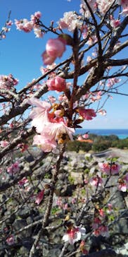 今帰仁城跡に投稿された画像（2025/1/18）