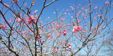 今帰仁城跡に投稿された画像（2025/1/18）