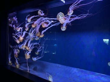 すみだ水族館に投稿された画像（2025/1/18）