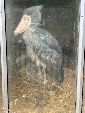 恩賜上野動物園に投稿された画像（2025/1/18）
