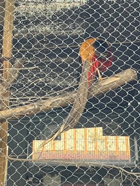 恩賜上野動物園に投稿された画像（2025/1/18）