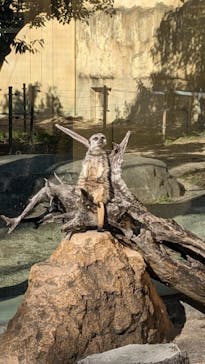 東武動物公園に投稿された画像（2025/1/18）