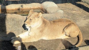 東武動物公園に投稿された画像（2025/1/18）