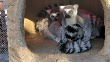 東武動物公園に投稿された画像（2025/1/18）