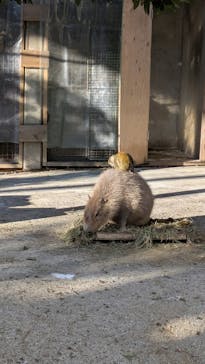 東武動物公園に投稿された画像（2025/1/18）