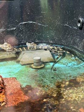 天王寺動物園に投稿された画像（2025/1/18）