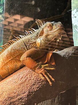 天王寺動物園に投稿された画像（2025/1/18）