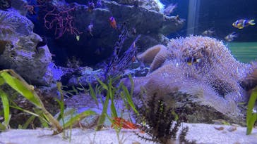 新江ノ島水族館に投稿された画像（2025/1/18）