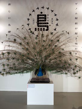 特別展「鳥 ～ゲノム解析が解き明かす新しい鳥類の系統～」国立科学博物館に投稿された画像（2025/1/18）